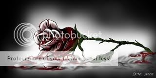 blood rose Pictures, Images and Photos