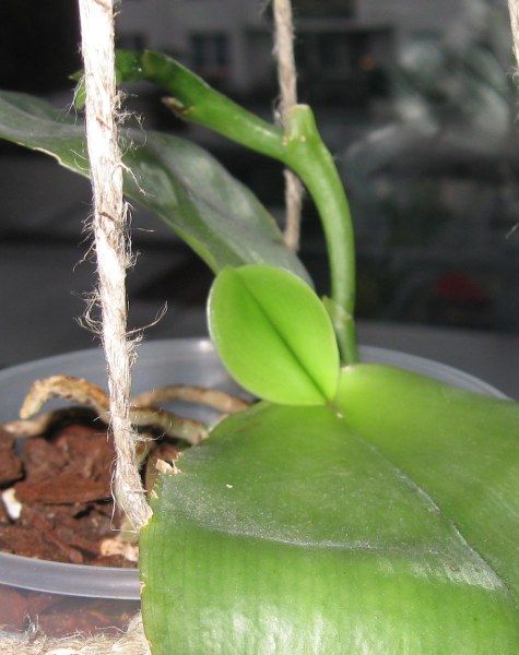 Phalaenopsis bellina