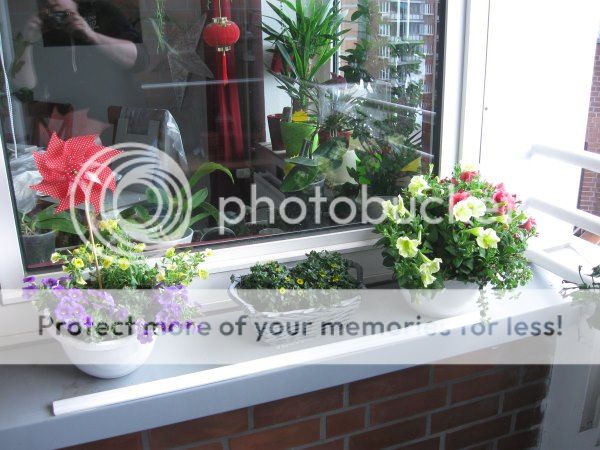 Außenfensterbank mit zwei großen Schalen und einem Korb, alle mit Sommerblumen bepflanzt. In der linken Schale steckt man Windrad