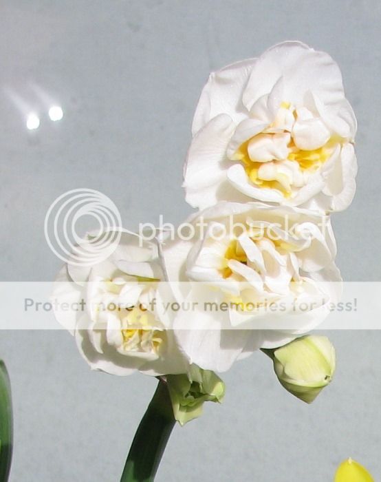 Blüten der Narzisse Bridal Crown