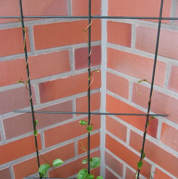 Dipladenia climbing