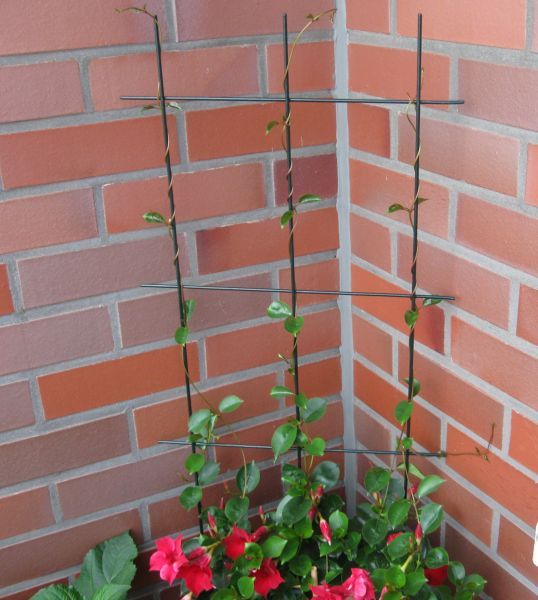 Dipladenia climbing