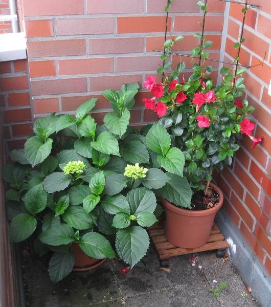 Hydrangea and Dipladenia