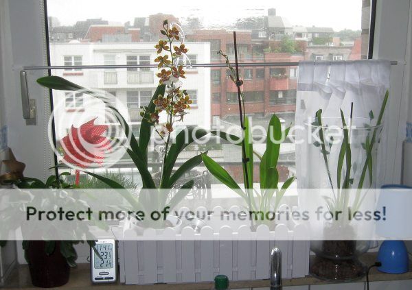 Kuechenfenster mit Orchideen