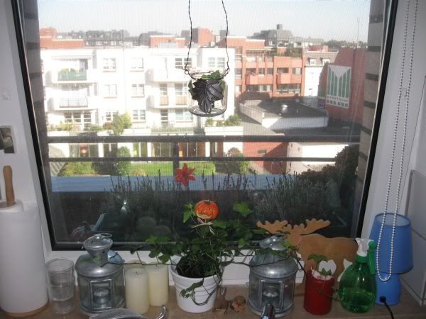 kitchen window