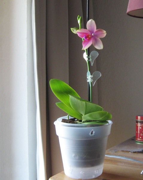 Phal. Liodoro