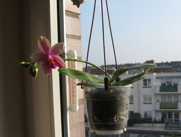 Phal. Liodoro