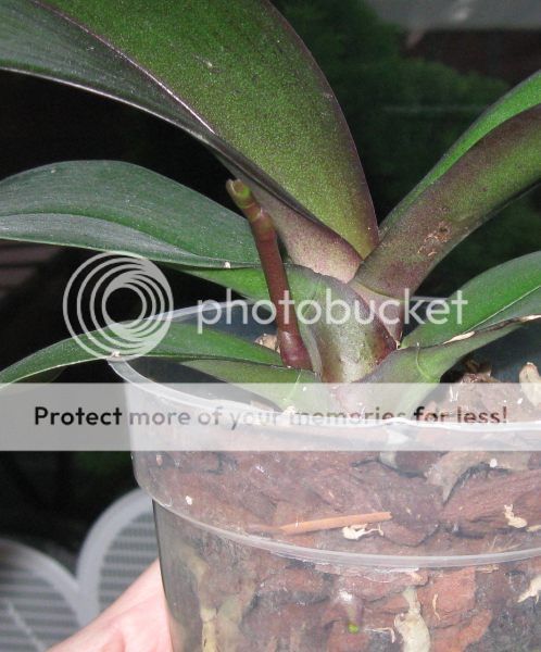 Phalaenopsis Mashimo