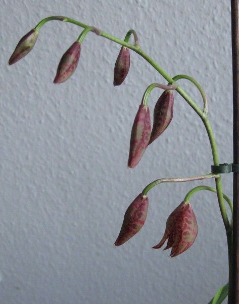 Knospen