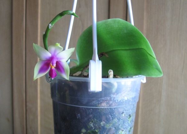 Phal. bellina