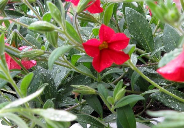 Blüten im Regen