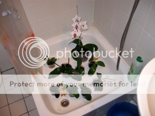Orchideen in der Dusche