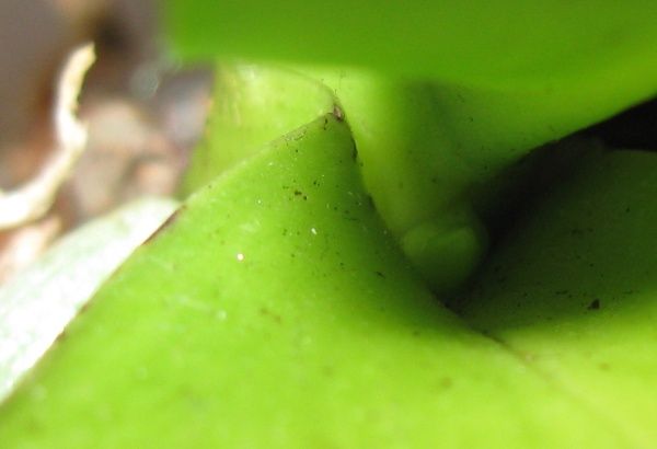 Doriteanopsis Black Jack