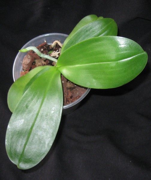 Doriteanopsis Black Jack