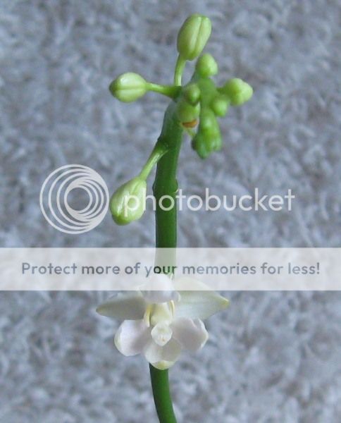 Doritis pulcherrima alba Blüte
