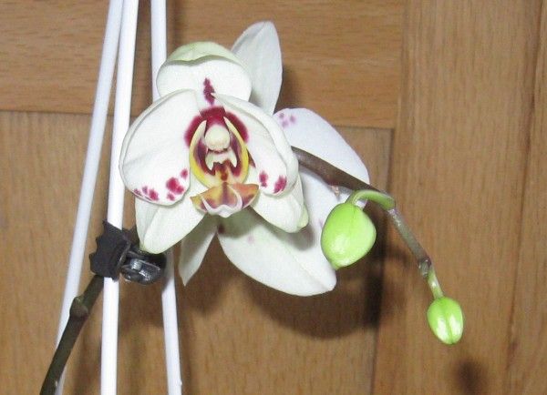 Phal. Mashimo