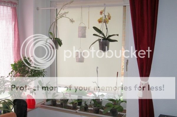 Orchideenfenster im Wohnzimmer