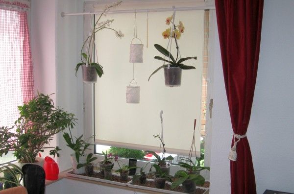 Orchideenfenster im Wohnzimmer