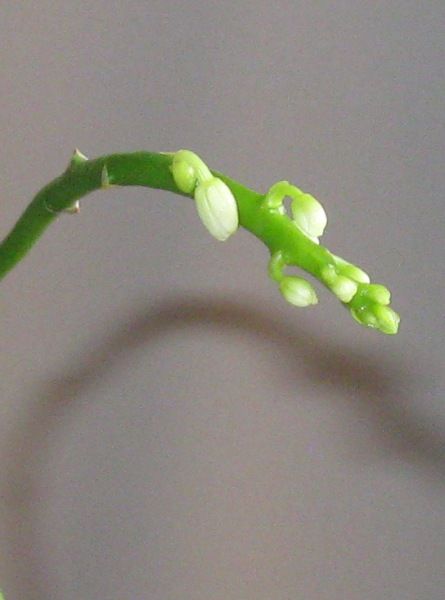 Phal. equestris alba