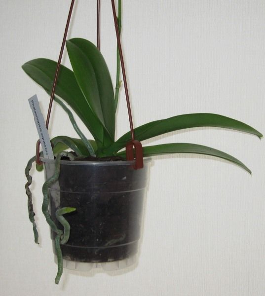 Phal. equestris