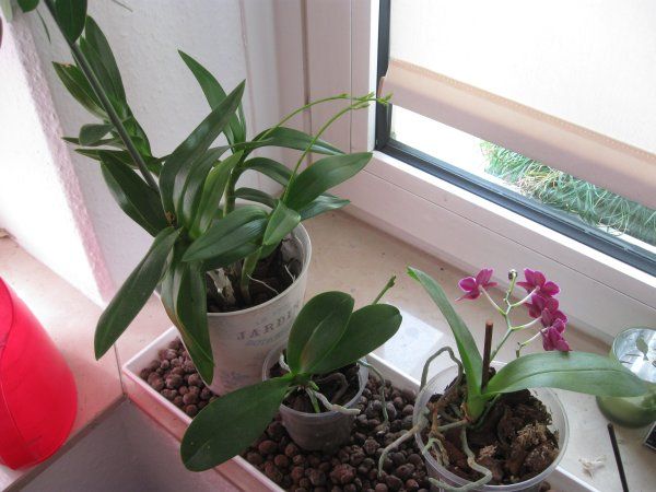 Fensterbank Phals und Dendro