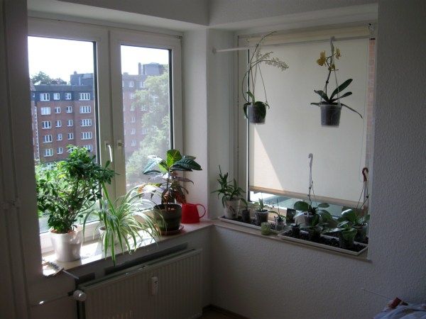 Die Blumenfenster in der Essecke