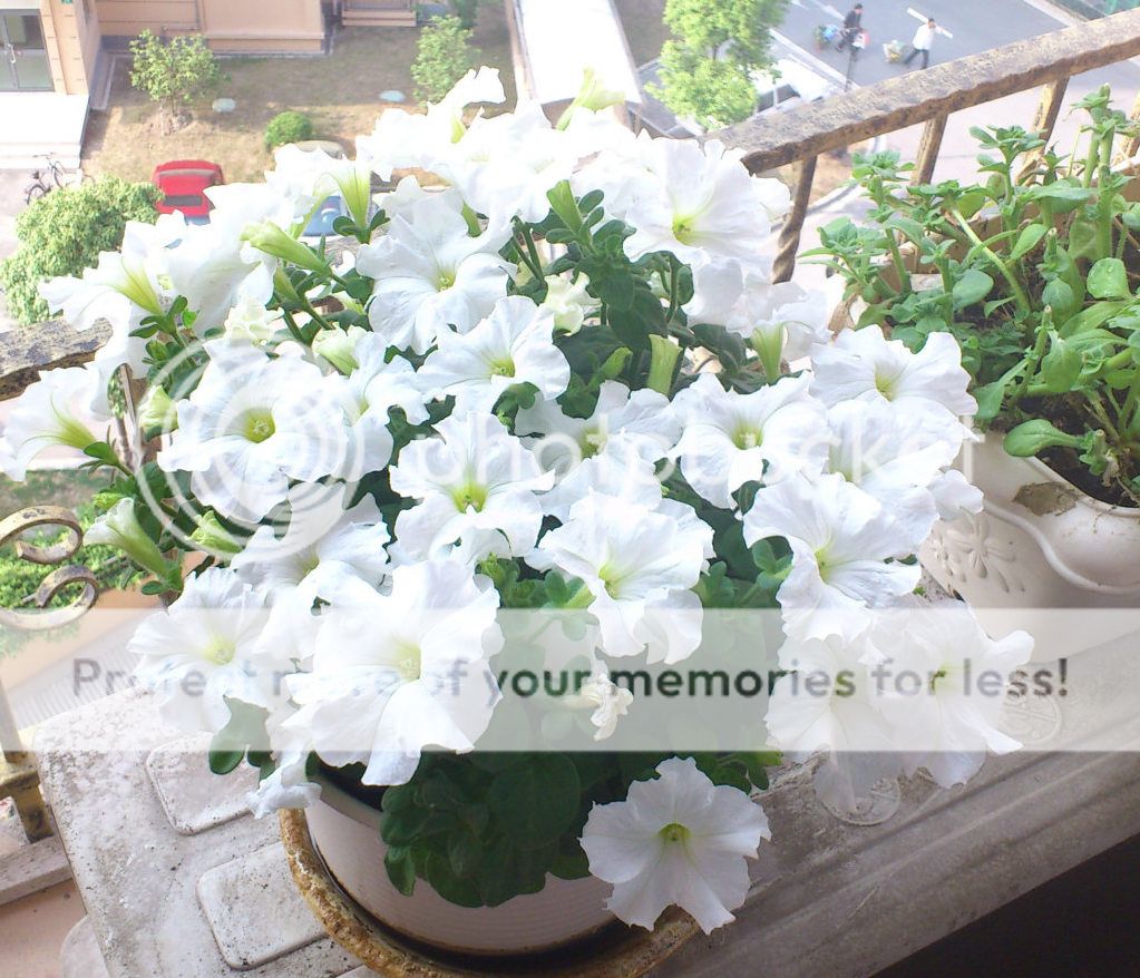 一盆白花花的矮牛,终于开的七七八八了.