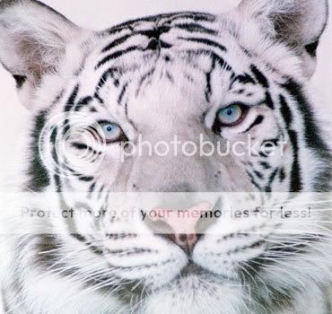 http://i302.photobucket.com/albums/nn82/playersan50/8-Animals-Tigers-1.jpg