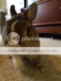  photo 20160714_180557_zps0hvftpgl.jpg