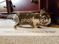  photo 20160714_180623_zps2v9gzbu4.jpg