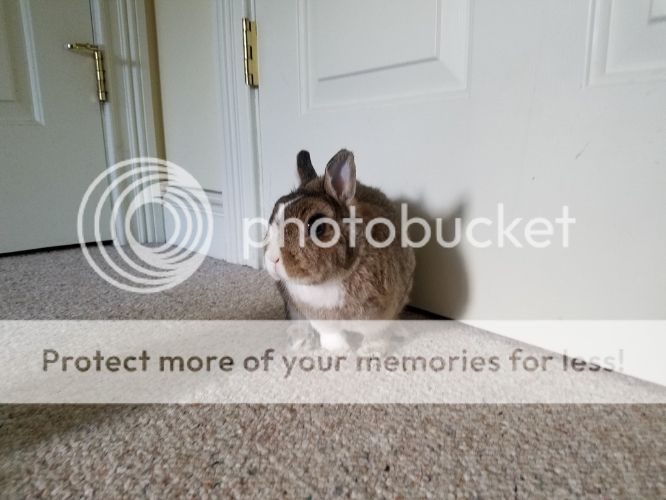  photo 20160714_182150_zps5zjqxbdf.jpg