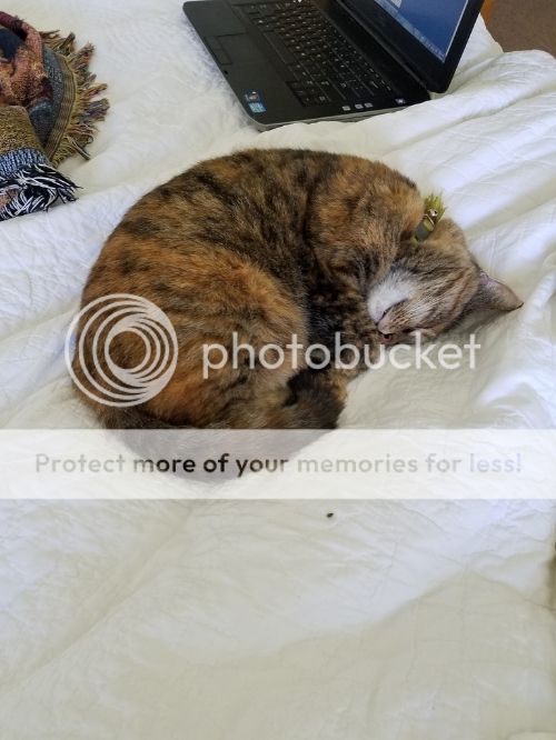  photo 20161115_111847_zpsd7szv3kx.jpg