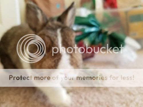  photo 20161115_143726_zpse58tdzoh.jpg