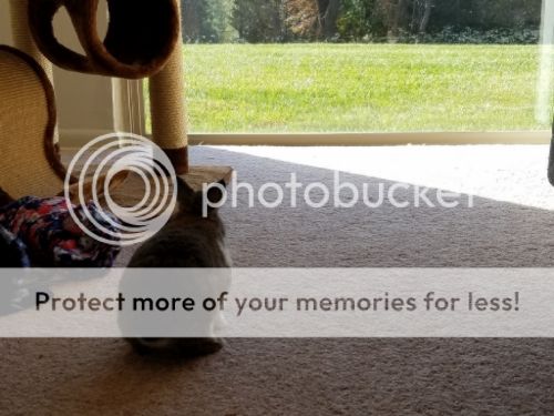  photo 20161115_144340_zpsz8symqe6.jpg