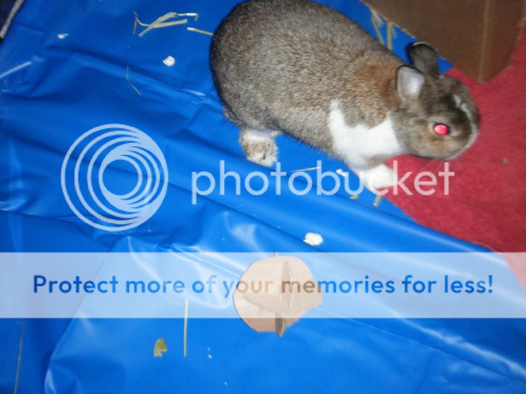  photo DSCF09051_zps713649cc.jpg