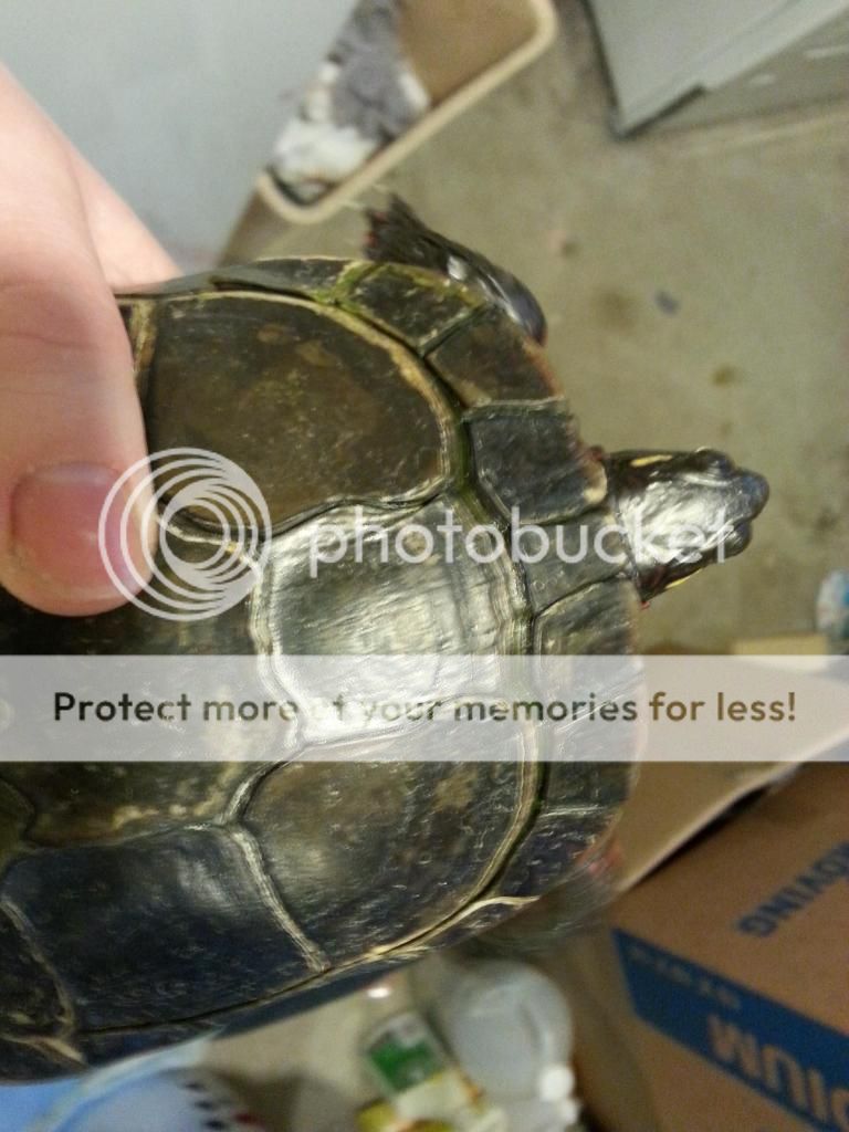 How to give calcium to turtles? - General Turtle Discussions - Turtle Forum