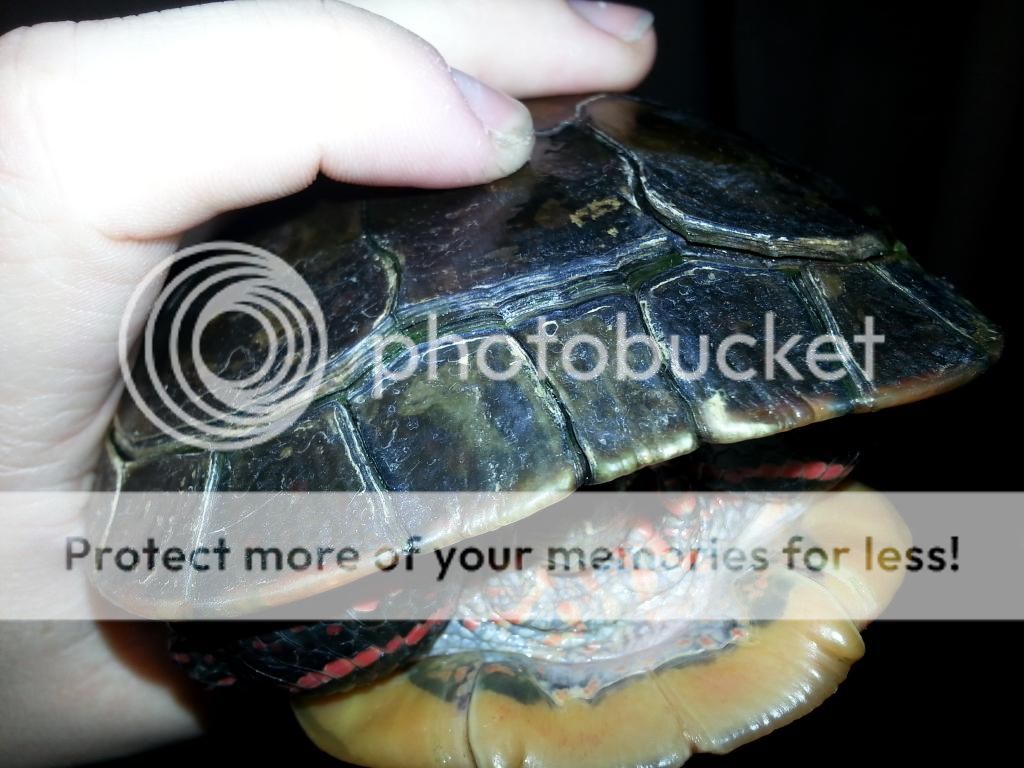 How to give calcium to turtles? - General Turtle Discussions - Turtle Forum